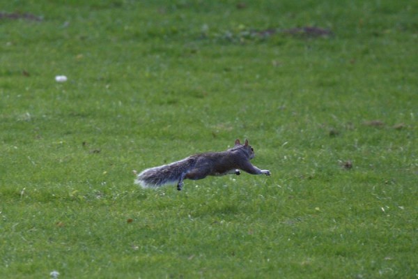 squirrel