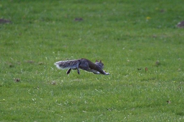 squirrel