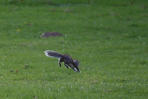squirrel