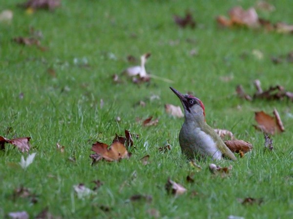 green woodpecker