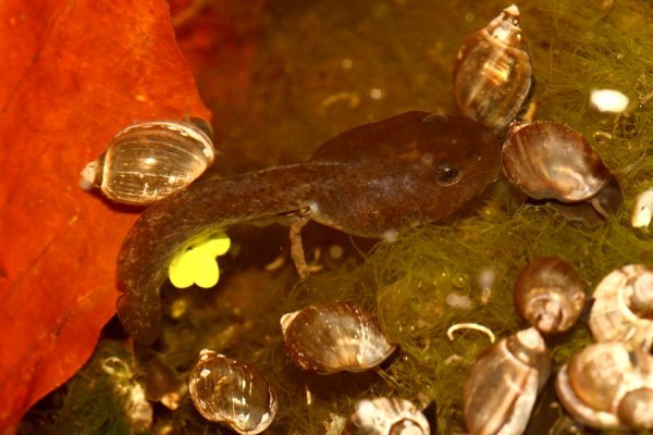 tadpole