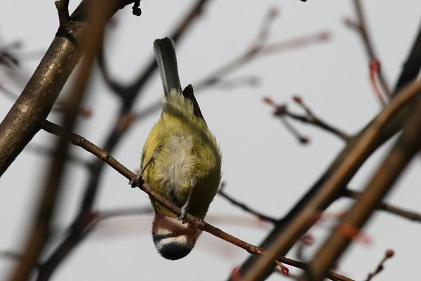 blue tit