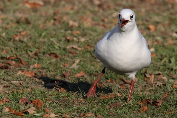 blackheaded_gull_1511075795