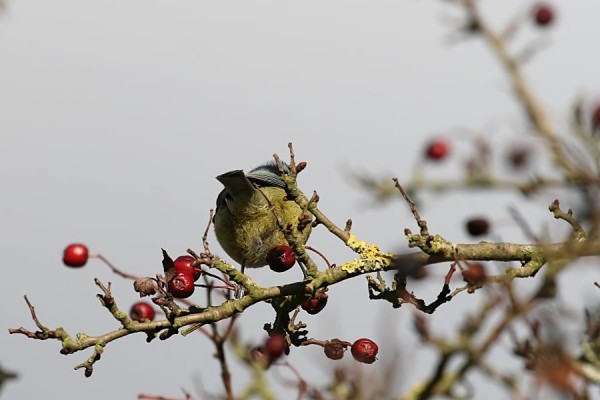 blue tit