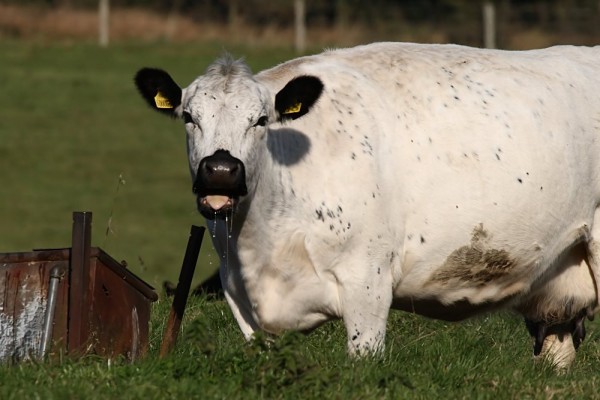 cattle
