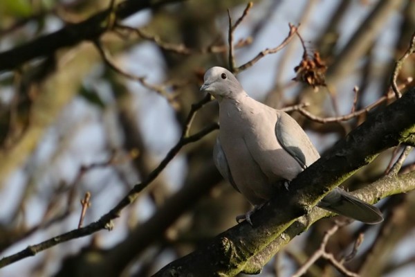 collared dove