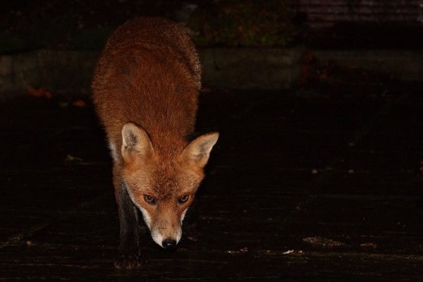 fox cub