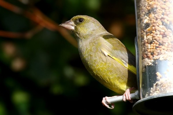 greenfinch