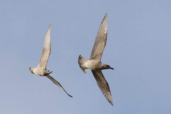 gulls