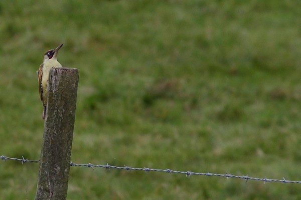 green woodpecker