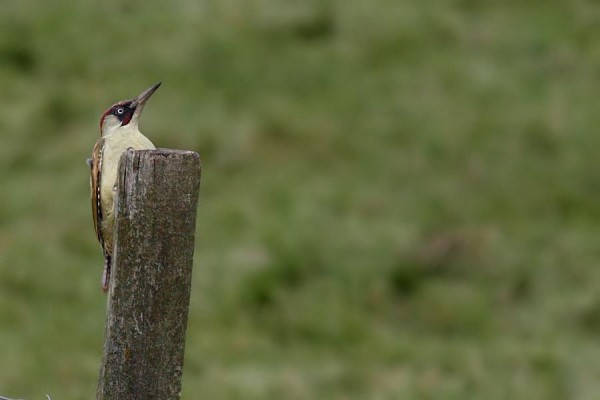 green woodpecker