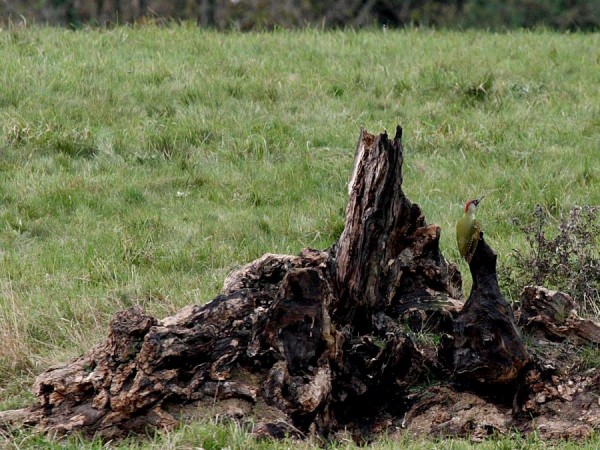 green woodpecker