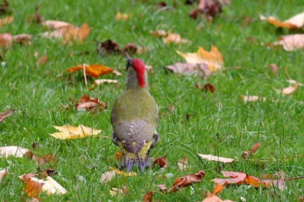 green woodpecker