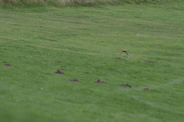 green woodpecker