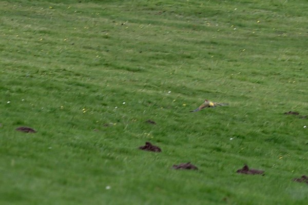 green woodpecker