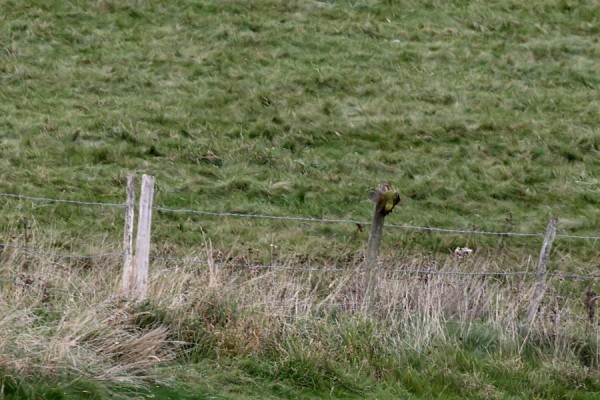 green woodpecker