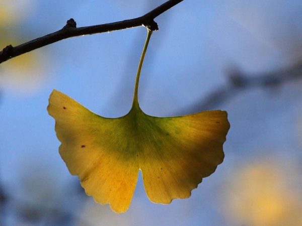 gingko biloba