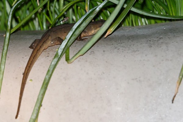 newt
