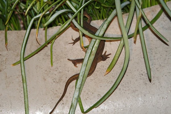 newt