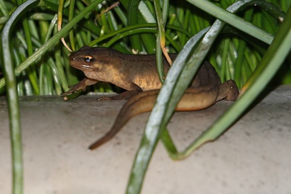 newt