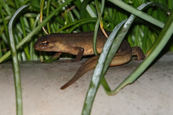 newt