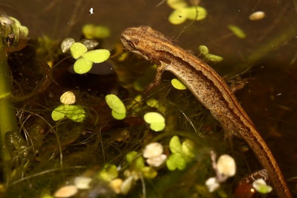 newt