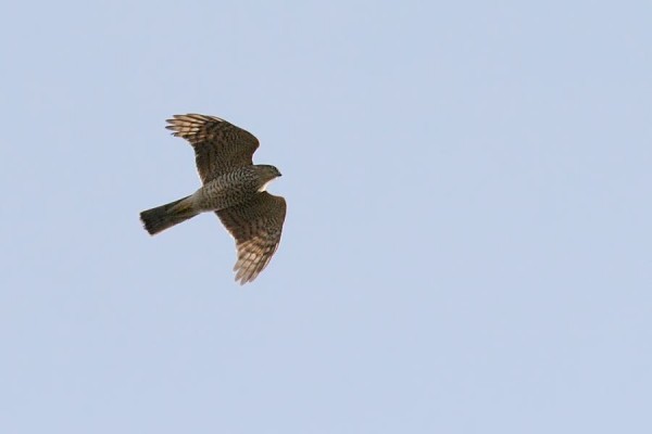 sparrowhawk