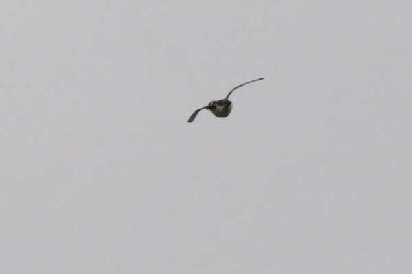 little auk