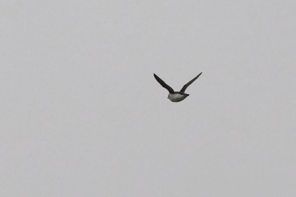 little auk