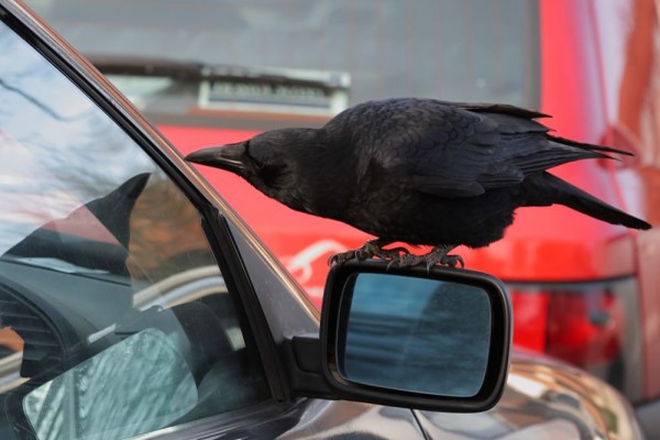 crow and wing mirror