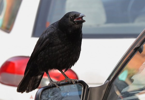 crow and wing mirror