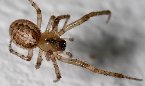 spider