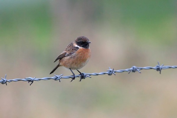 stonechat