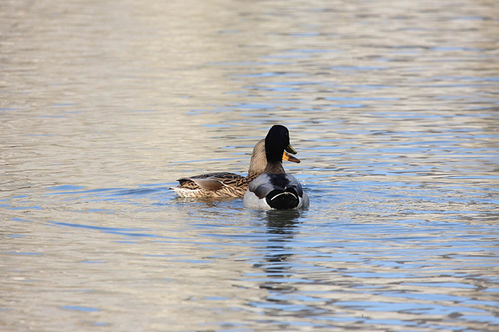 mallards mating