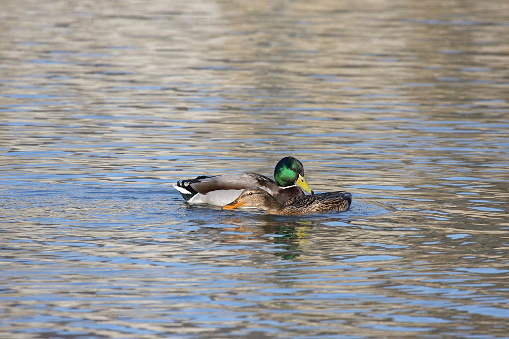 mallards mating