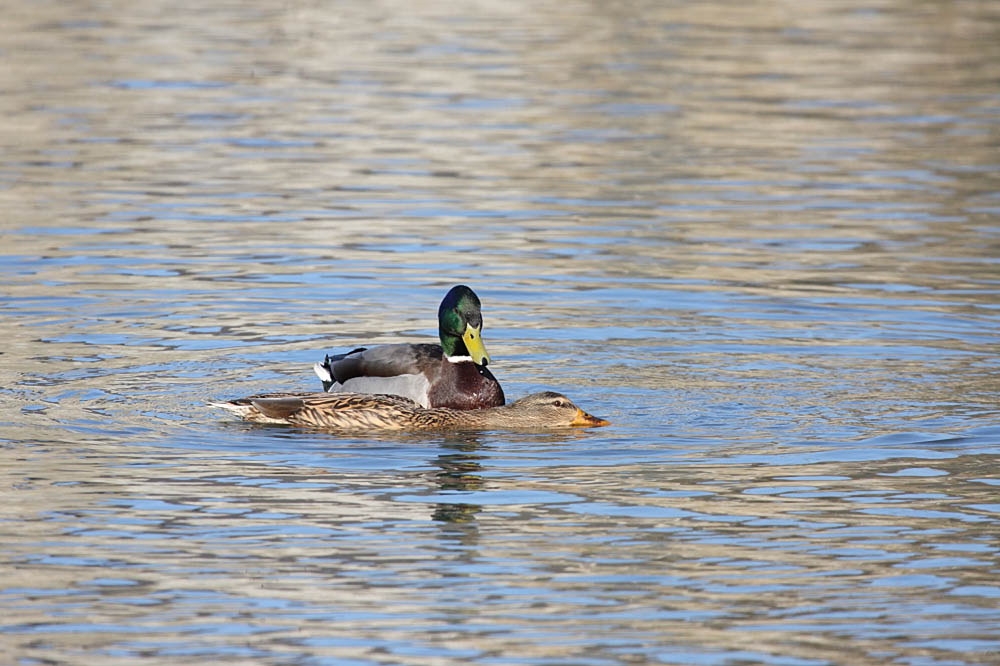 mallards mating