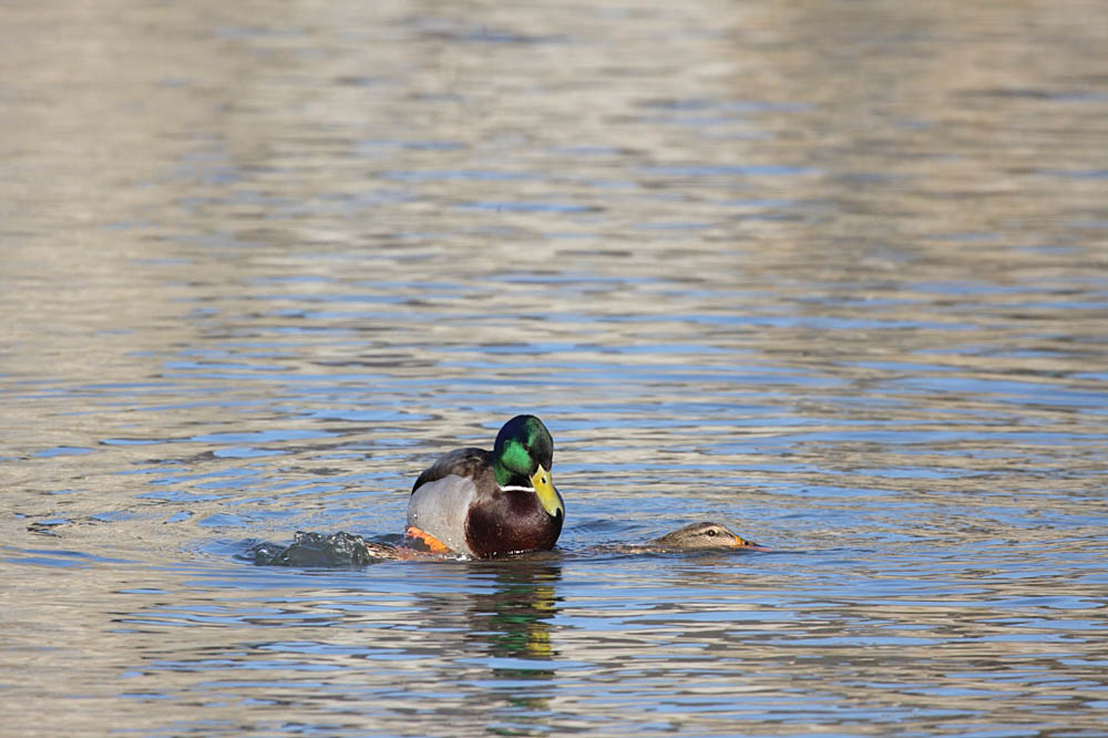 mallards mating