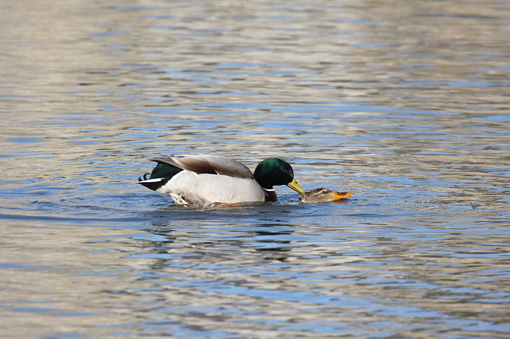 mallards mating
