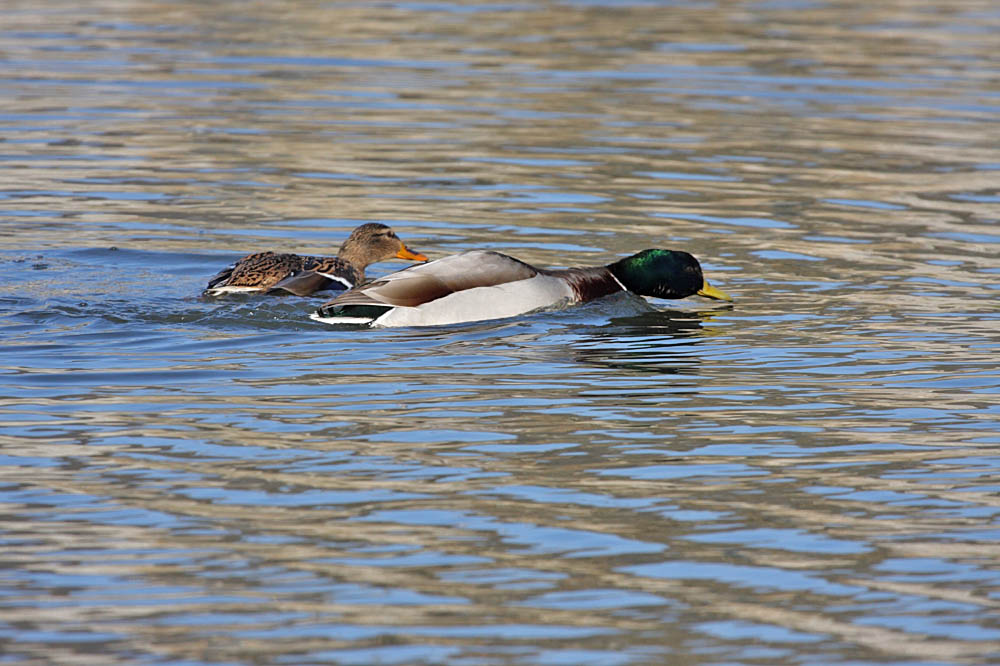 mallards mating