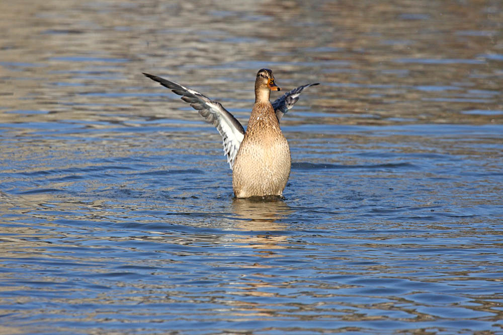 mallards mating
