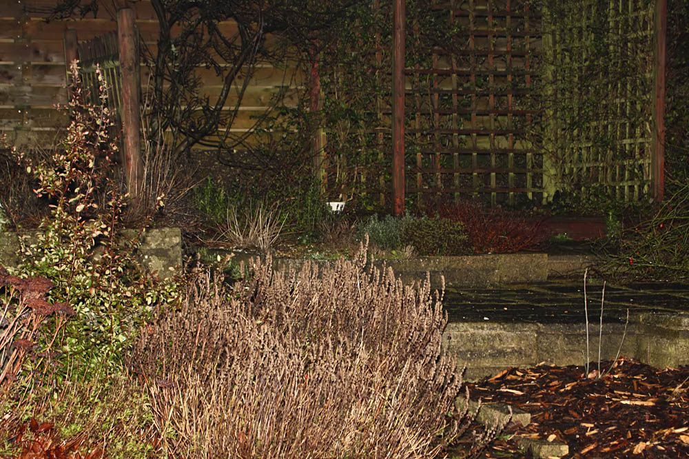 fox hiding