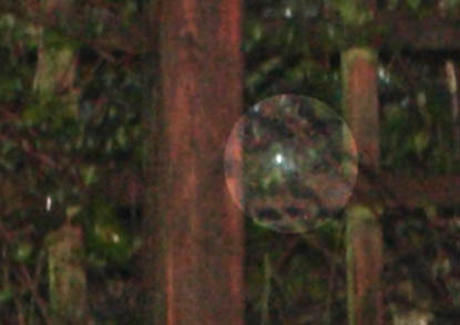 fox hiding