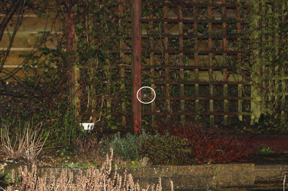 fox hiding