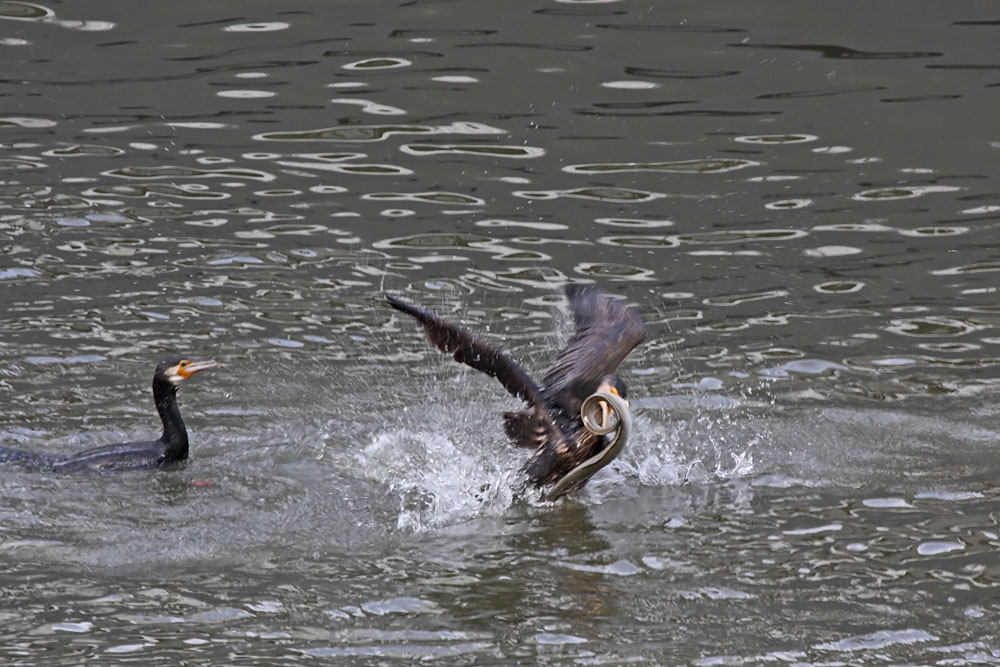 cormorant and eel