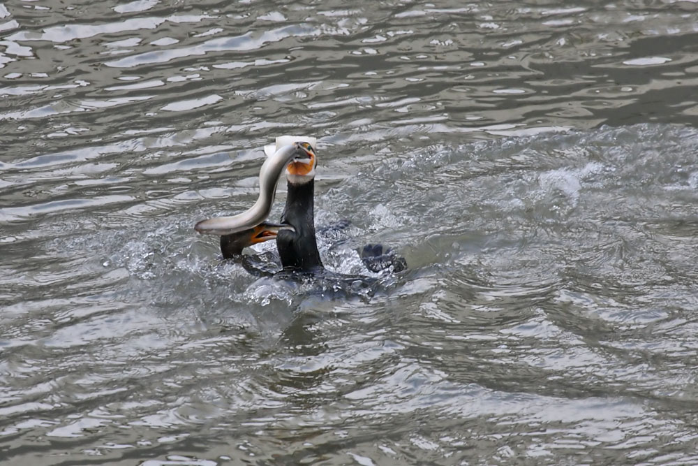 cormorant and eel