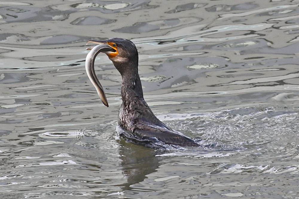 cormorant and eel