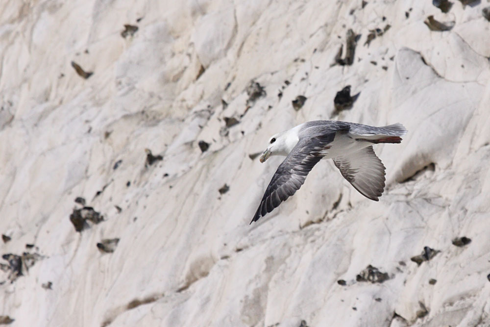 fulmar