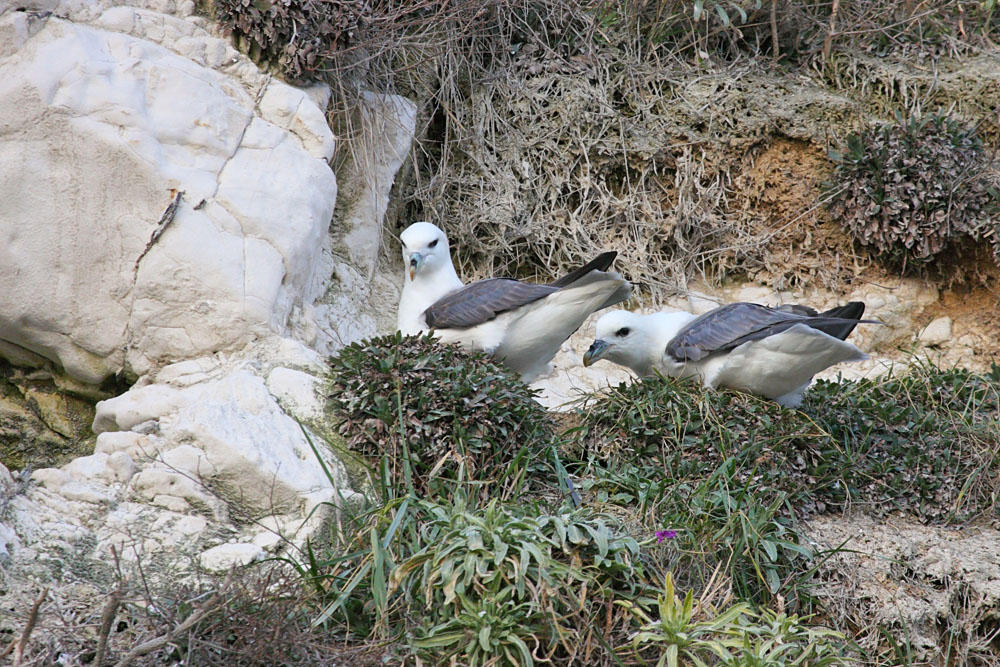 fulmar