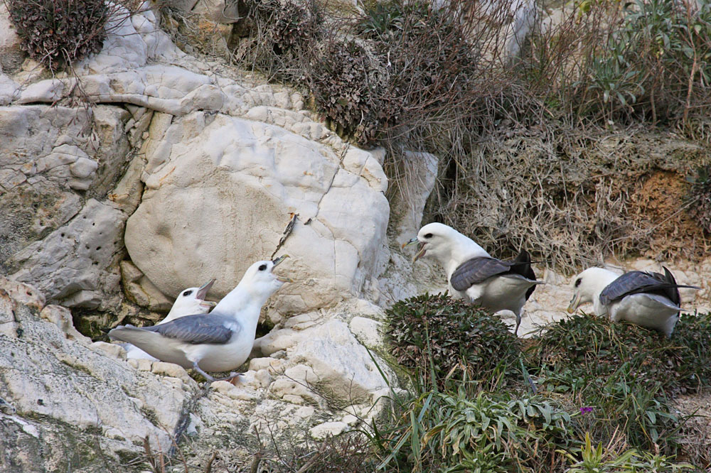 fulmar