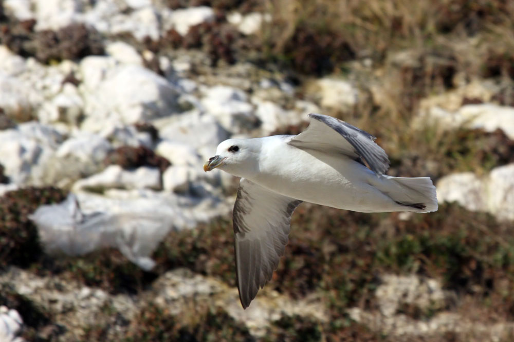 fulmar